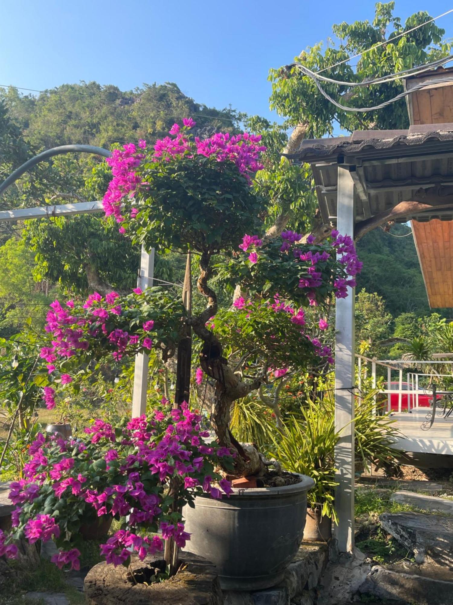 Cat Ba Love House Xuan Dam Exterior photo